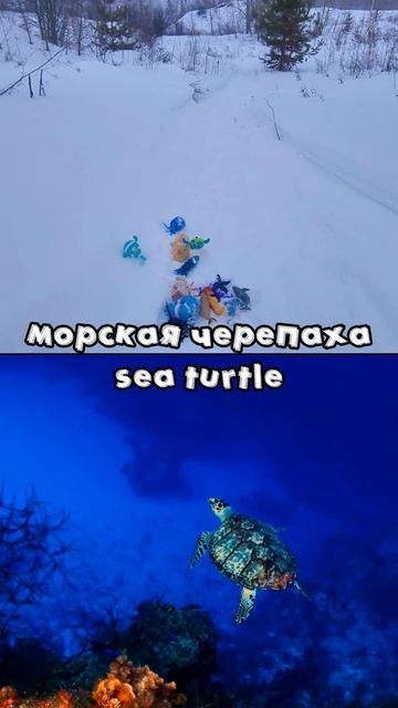 Морские Животные для Детей на Снегу: Морской конёк Морская черепаха Краб #мультик #видеодлядетей