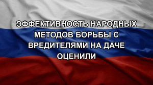 Эффективность народных методов борьбы с вредителями на даче оценили