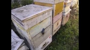 маточники в семье пчел и борьба с роением с помощью срывания маточников ( видео из архива )