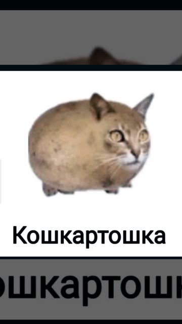 обожаю эти видео