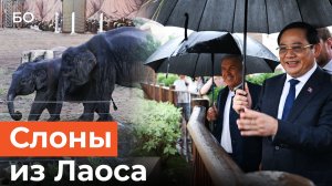 Премьер-министр Лаоса торжественно передал двух слоних Казанскому зооботсаду