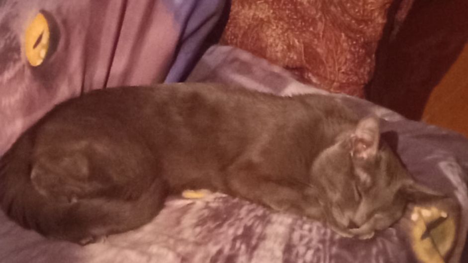 Кот Атос сладко спит! #shorts #котатос #животные #коты #атос