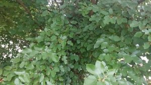 Бесплатные ягоды в Ейске - собираю городской урожай
