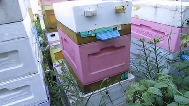 формирование отводков и облет маток в 6 рамочных ульях 15.06.2026