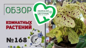 Распаковка: акалифа, пеллиония, тамаринд, эониумы, сансевиерии и многое другое. Новые растения №168