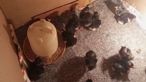 20е сутки инкубации. Цыплята лупятся. А Полтавскую проветриваю