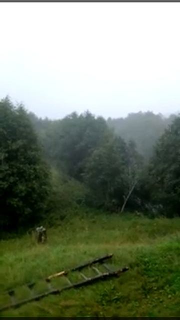 Архангельская область. Дождливый день🌧🌧🌧.