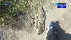 ЗАГРЯЗНЕНИЕ РЕК В «ГОРодЕ ДЛЯ ЛЮДЕЙ» И АНОМАЛЬНЫЙ МОР РЫБЫ «СУПЕРРЕСПУБЛИКИ» НИЖЕ ПО ТЕЧЕНИЮ РЕКИ