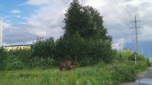 Верблюды на выпасе в Смоленске