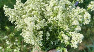 Заготовка дикоросов | подмаренник белый, земляника и другие. 17.06.26