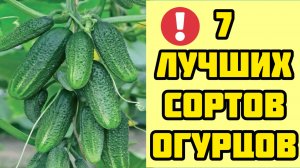 Самые лучшие сорта огурцов