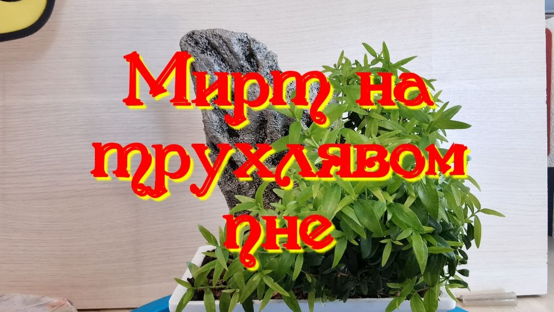 Мирт на трухлявом пне