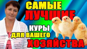 Самые ЛУЧШИЕ КУРЫ для вашего хозяйства. БРОЙЛЕР 4 кг ЗА МЕСЯЦ.