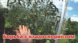 Профилактика и лечение томатов от кладоспориоза