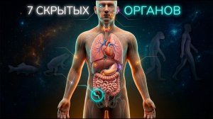 7 ОРГАНОВ, Которые ПРЯЧУТСЯ в Вашем Теле — И Вы Даже НЕ ЗНАЕТЕ Зачем