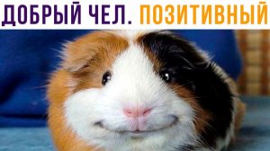 ДОБРЫЙ ЧЕЛ, ПОЗИТИВНЫЙ)) Приколы