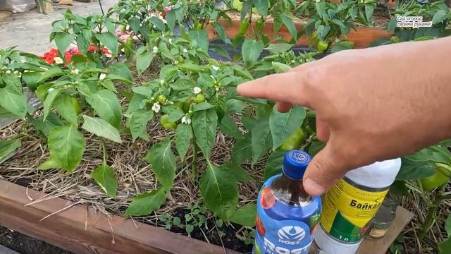 Увеличиваем урожаи сладкого перца, всего одной подкормкой.