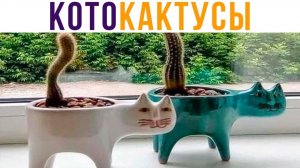 КОТОКАКТУСЫ))) Приколы с котами