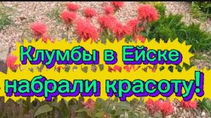 Клумбы в Ейске набрали красоту!  Все растет и трава тоже.