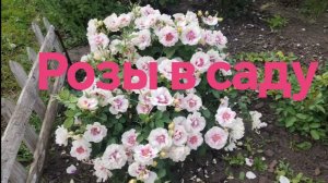 Розы в саду цветение в ИЮНЕ.