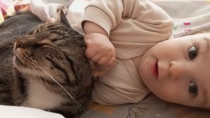Кот Гладимур. Первый близкий контакт ребенка с котом.
