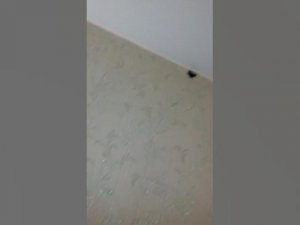 натяжной потолок и сгоревшая электропроводка часть 2