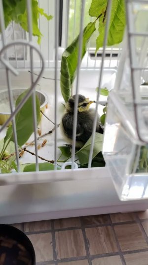 Синичка 🦜
