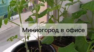 Огород в офисе 😁 часть 3