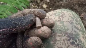 снова окунулся в лесную тишину после долгого перерыва