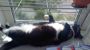 Плацкарт или СВ 😺