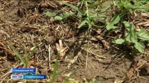 Прожорливая и голодная. Саранча уже поедает ставропольские поля