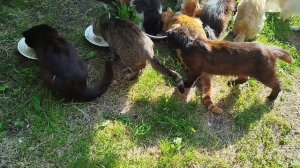 Котики ждут с магазина.