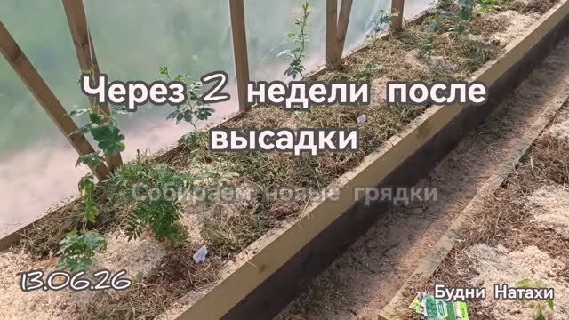 Арбузы и дыни. Уход. Огород  зарос. Собираем новые грядки. Прошло 2 недели.
