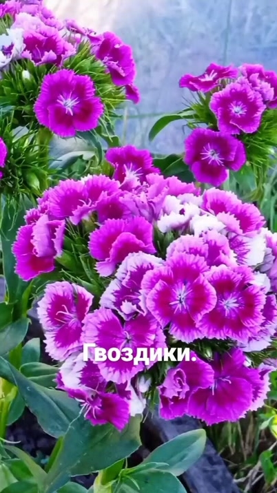 Радуют глаз, июньские гвоздики! 17-06-2026