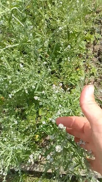 Продолжаю выращивать семена зелени