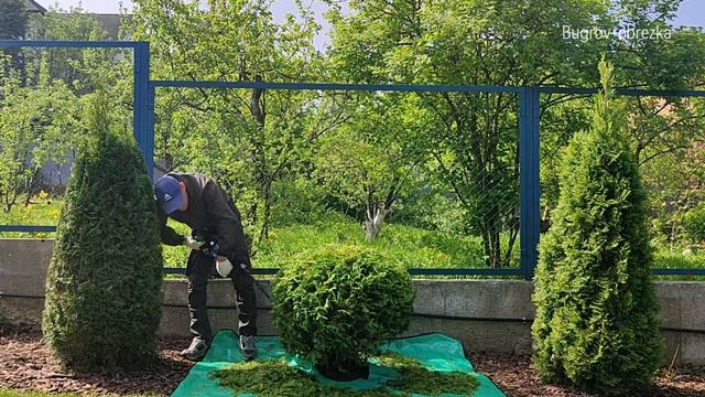 Обрезка шаровидной туи. Агроном Бугров Максим
