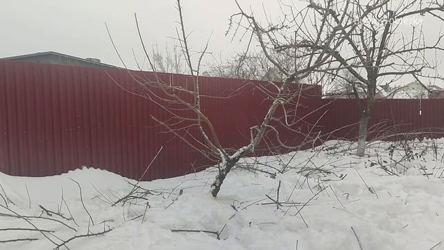 Ассиметричная форма кроны яблони. Агроном Бугров Максим