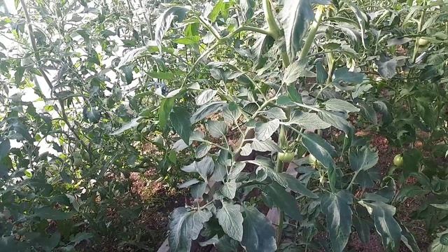 2525.  И опять белокрылка!?