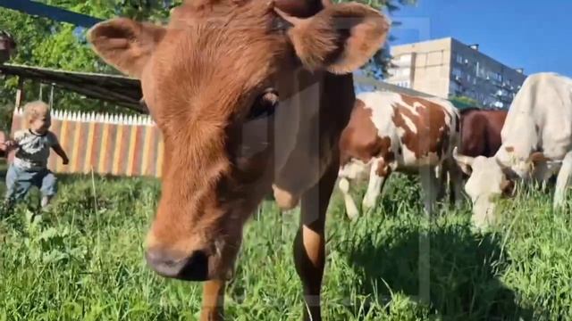 🐄 Кто потерял коров в Пролетарском районе? смотреть онлайн