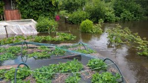 Огромное потрясениеНу,вот и все.Урожая не будет.Огород скрылся под водой.Ливни в Тверской область