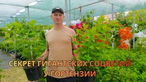 СОСЕДИ ЗАВИДУЮТ! Сделайте ЭТО с гортензией, и соцветия станут ГИГАНТСКИМИ | Нормировка побегов.