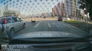Собака убежала и туманка тоже