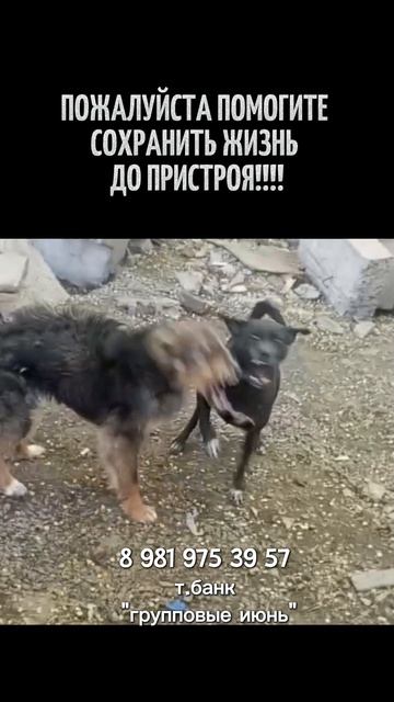 групповые собаки, спасённые из отлова 
в Казахстане, нужна помощь в содержании