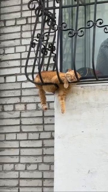 У котов своё понимание комфорта