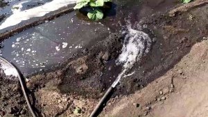 Полив тыквы 17 июня