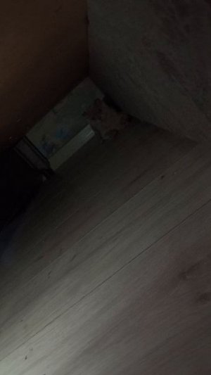 кошачий прикол