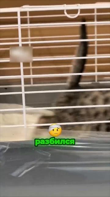 Малышу с 