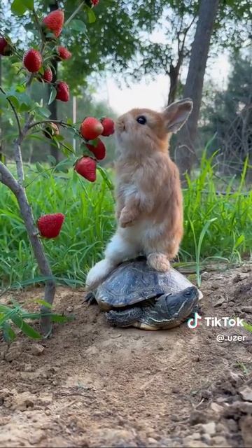 🐰🍓🐢