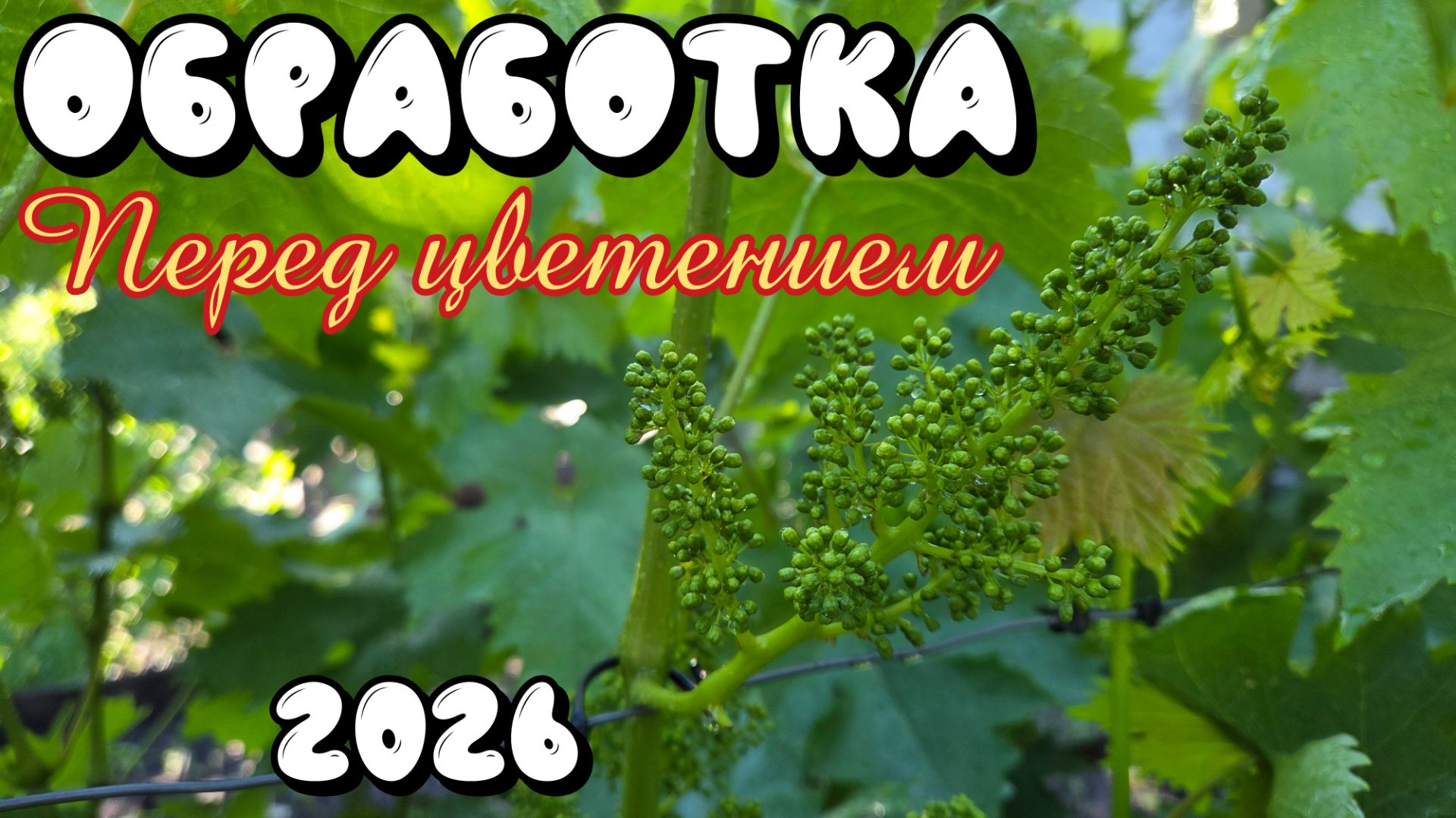 ОБРАБОТКА винограда ПЕРЕД ЦВЕТЕНИЕМ. 2026 год. смотреть онлайн