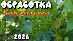 ОБРАБОТКА винограда ПЕРЕД ЦВЕТЕНИЕМ. 2026 год.